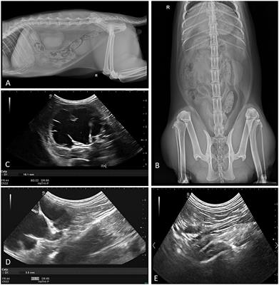 Antegrade CT pyelography of right retrocaval ureter causing ureteral stenosis and ureterohydronephrosis in an exotic shorthair cat: A case report
